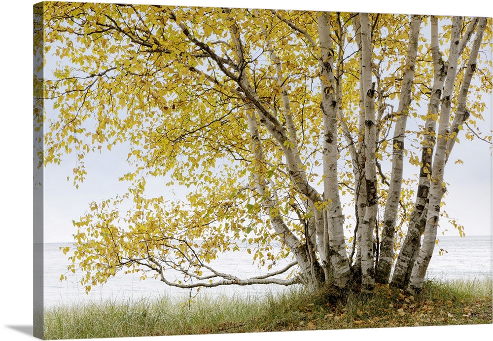 Grand birch tree on the shores of Lake Superior in autumn in the Terrace Bay Area of Ontario; Ontario, Canada