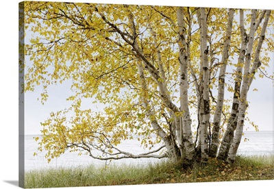 Grand Birch Tree On The Shores Of Lake Superior In Autumn, Terrace Bay Area Of Ontario