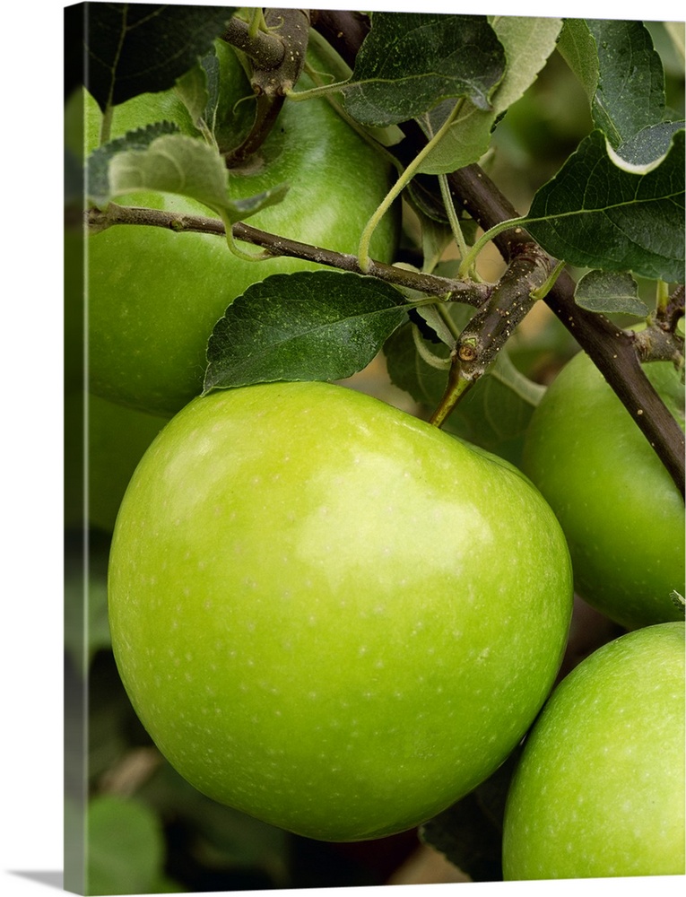 Granny Smith apple on the tree, ripe and ready for harvest, Washington