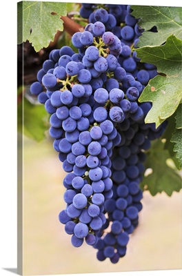 Grapes Growing On The Vine In Okanagan Valley, Osoyoos, British Columbia, Canada