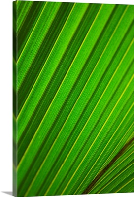 Graphic Detail Of Coconut Palm Leaf