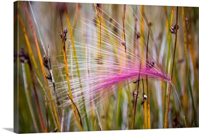 Grass seed heads during short summer period, Greenland