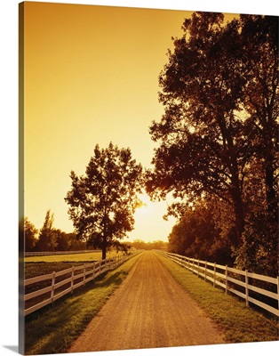 Gravel country lane lined with white wooden fences at sunset