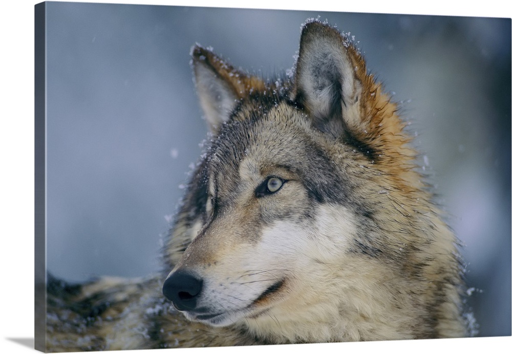 Close-up portrait of a gray wolf (canis lupus) in a snowfall with snowflakes on its fur. Ely, Minnesota, united states of ...