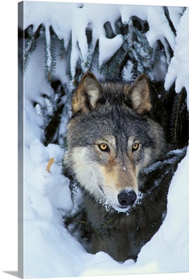 Gray Wolf orTimber Wolf