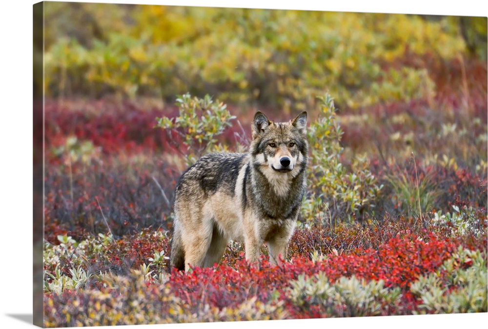 Gray Wolf  Walking Along Tundra Ridge Fall, Dwarf Birch  Bright Red, Willows  Golden. Denali National Park, Interior Alaska.