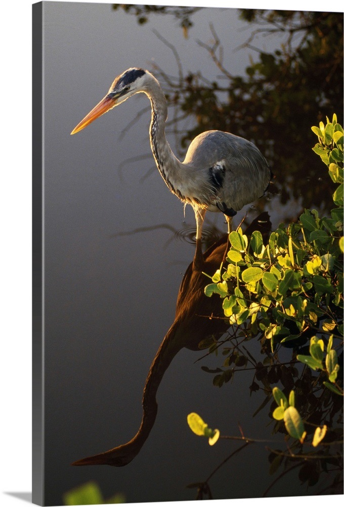 Great Blue Heron Wall Art, Canvas Prints, Framed Prints, Wall Peels ...