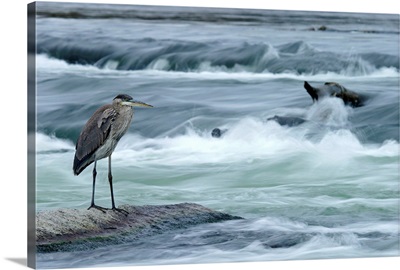 Great Blue Heron Hunting In A River, Coteau-Du-Lac, Quebec, Canada