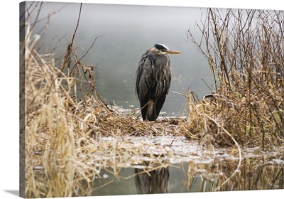 Great Blue Heron Stands In The Reeds At The Edge Of Ward Lake In Ketchikan, Alaska