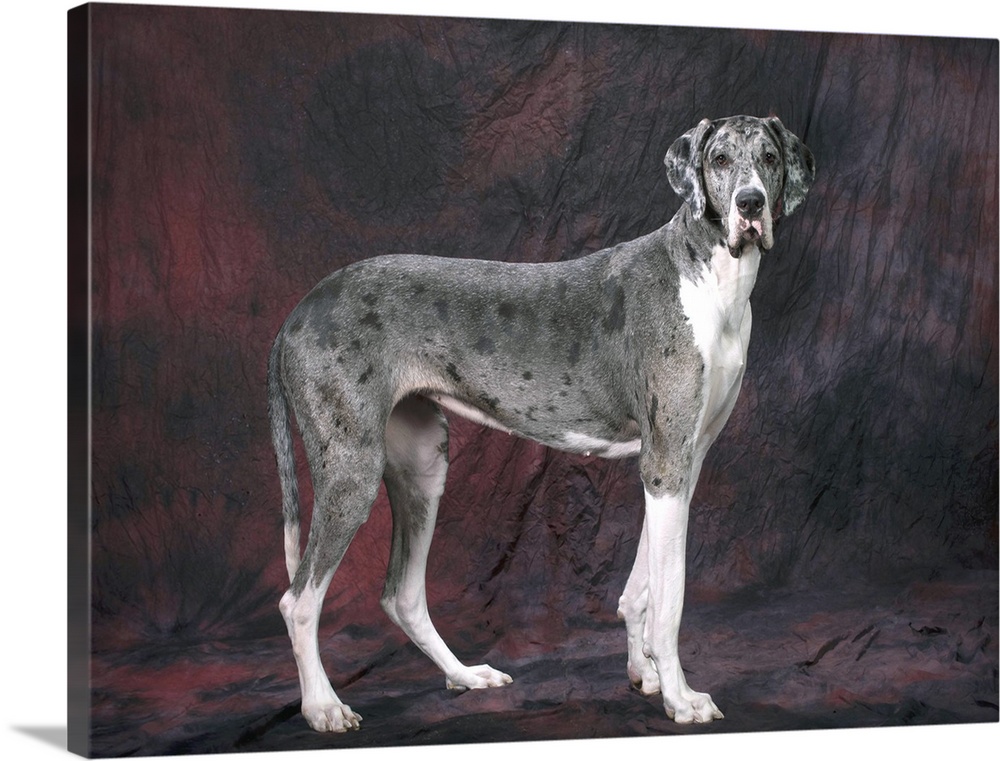 Great dane wall clearance art