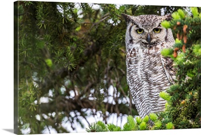 Great Horned Owl (Bubo virginianus) sitting in a tree, Saskatchewan, Canada