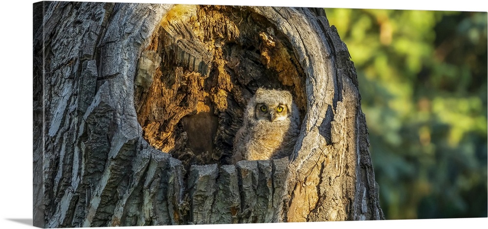 Great horned owl chick (Bubo virginianus) sitting in the hole of a tree trunk; Fort Collins, Colorado, United States of Am...
