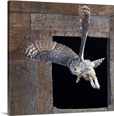 Great Horned Owl Flying Out Of An Old Barn Window, Saskatchewan, Canada