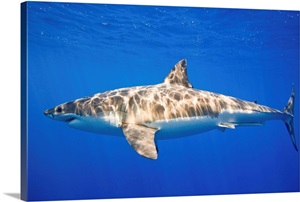 Great White Shark (Carcharodon Carcharias) image thumbnail