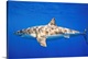 image thumbnail of Great White Shark (Carcharodon Carcharias)