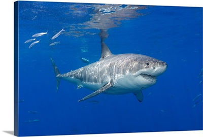 Great white shark (Carcharodon carcharias), Guadalupe Island, Mexico