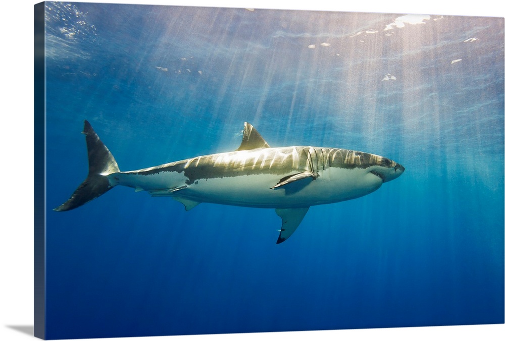 Great white shark (Carcharodon carcharias). Guadalupe Island, Mexico.