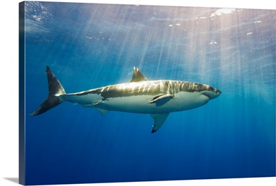 Great white shark, Guadalupe Island, Mexico