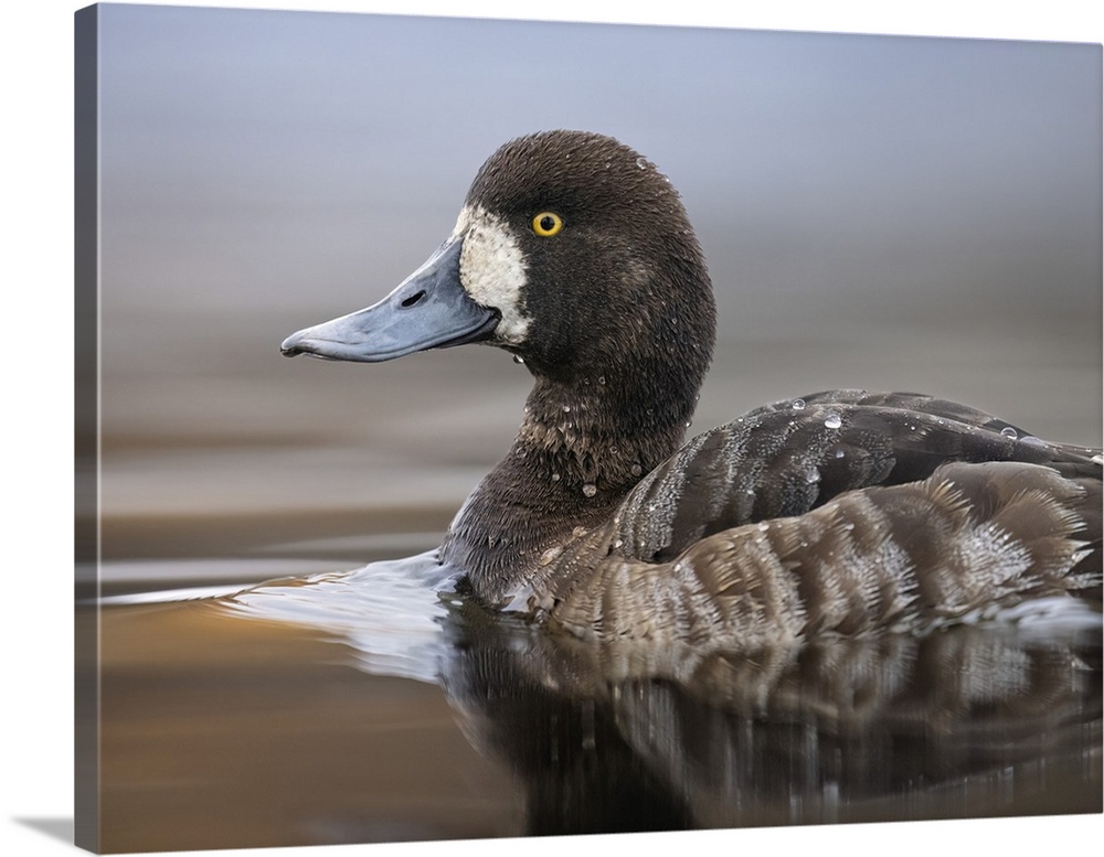 Greater scaup hen (Aythya marila) cruises a lakeshore in South-central Alaska in April; Anchorage, Alaska, United States o...