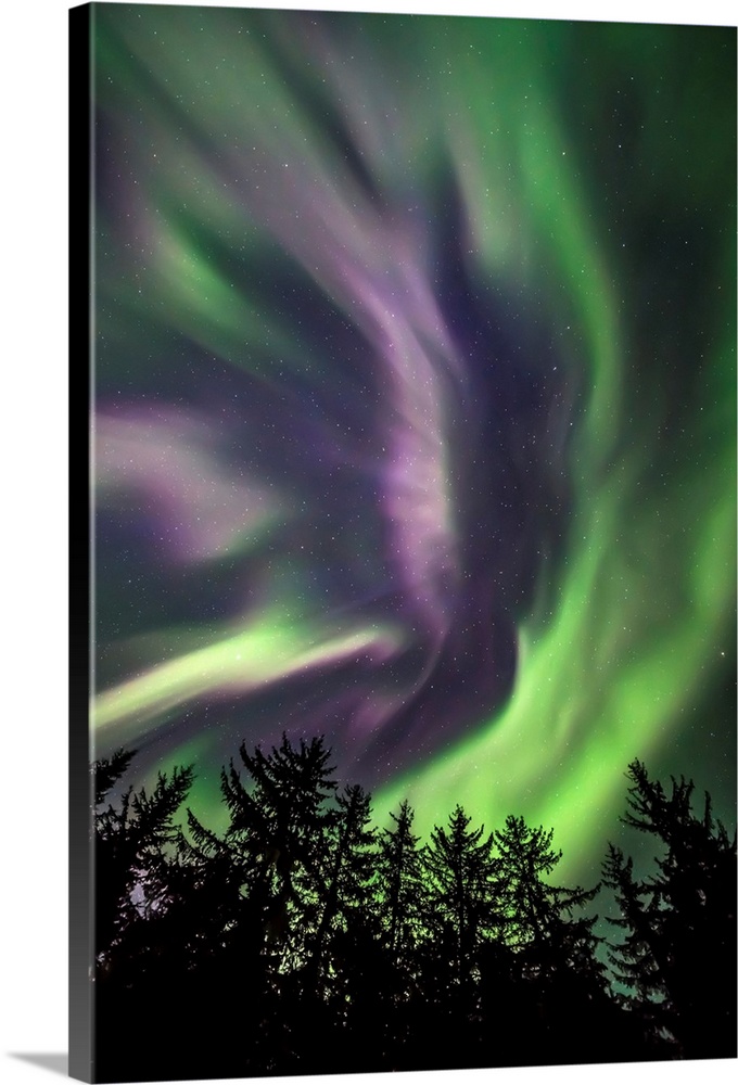 Green and purple northern lights overhead, Tongass National Forest, Southeast Alaska; Alaska, United States of America.