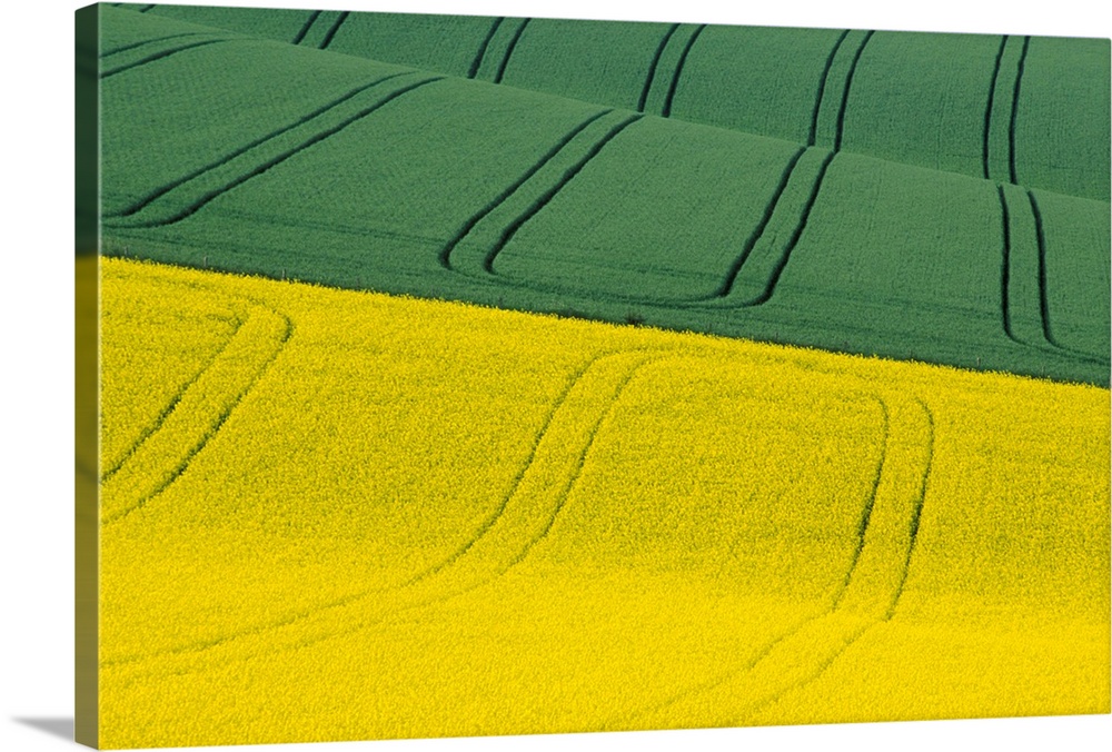 Green And Yellow Fields; Wiltshire, United Kingdom