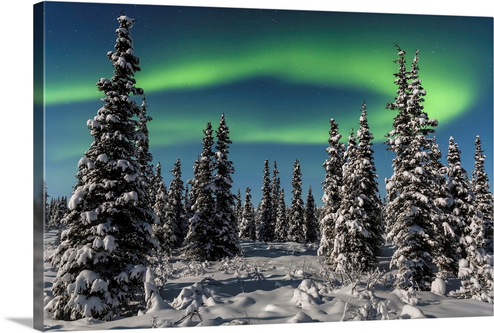 Green Aurora Borealis dances over the tops of snow covered black spruce trees, moonlight casting shadows on a clear winter...