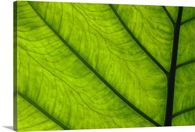 Green Leaf, Main Stem With Veins Running Through