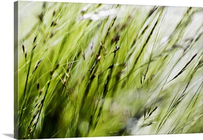 Green Ornamental Grass (Stipa Gigantea)