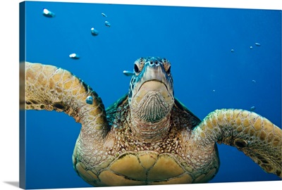 Green Sea Turtle (Chelonia Mydas)