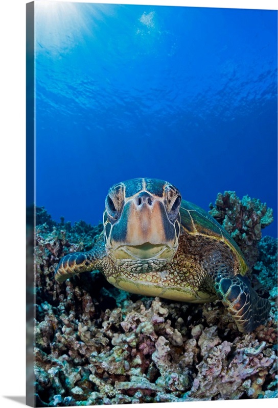 Green sea turtle (Chelonia mydas), an endangered species, Maui, Hawaii ...