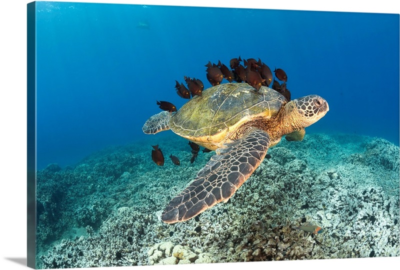 Green sea turtle having its shell cleaned by a school of Goldring ...