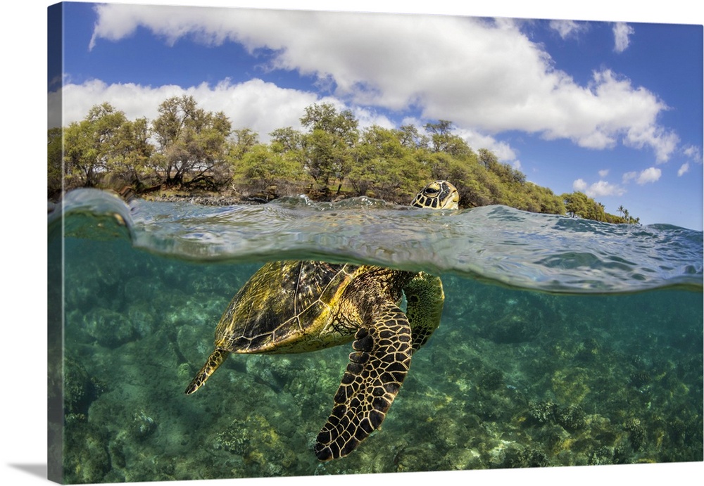 Green sea turtle (Chelonia mydas), an endangered species, lifts its head for a breath over a shallow reef in Hawaii, Hawii...