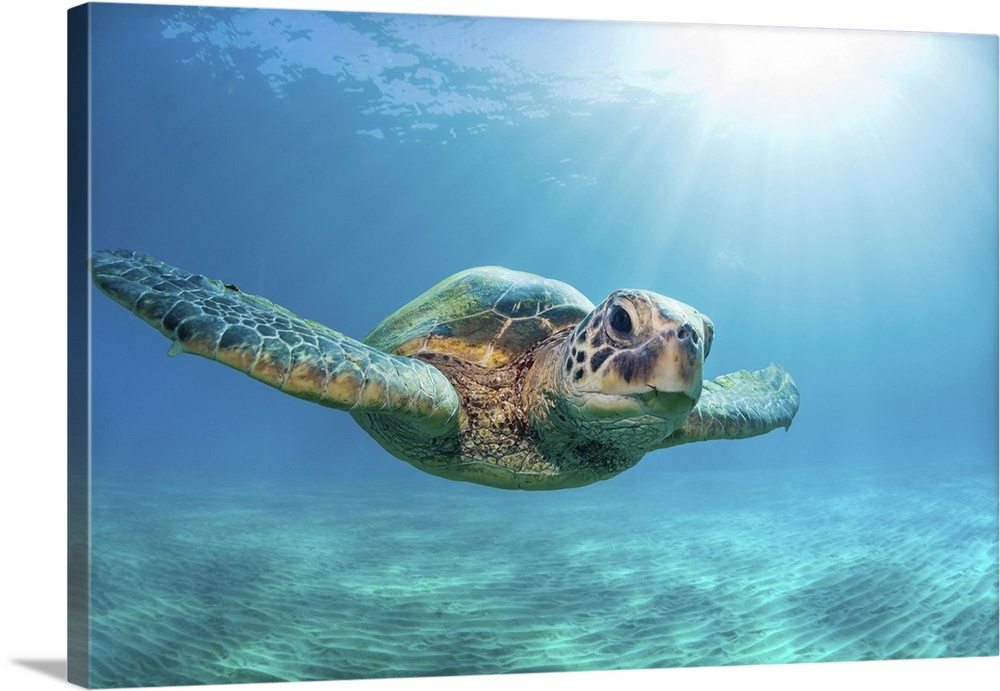 Close-up of a green sea turtle (chelonia mydas) swimming in turquoise waters and looking at the camera, Honolulu, Oahu, Ha...