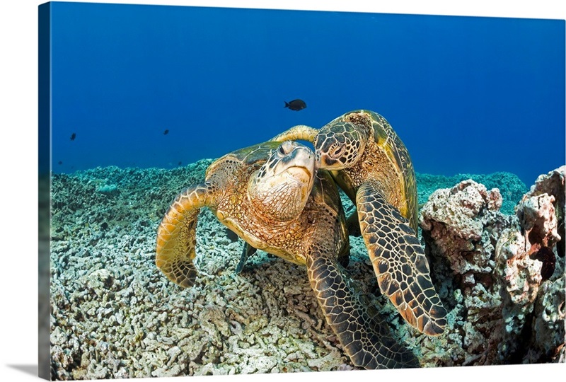 Green sea turtles (Chelonia mydas), an endangered species, Maui, Hawaii ...