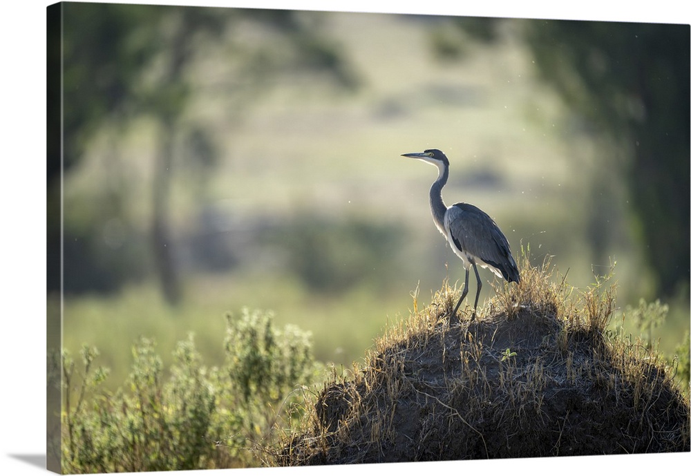 Grey Heron On Termite Mound In Sunshine