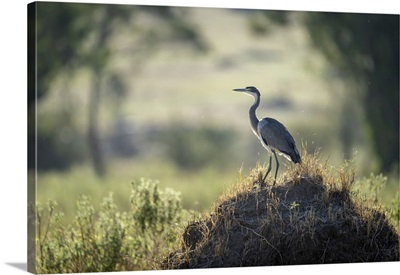 Grey Heron On Termite Mound In Sunshine