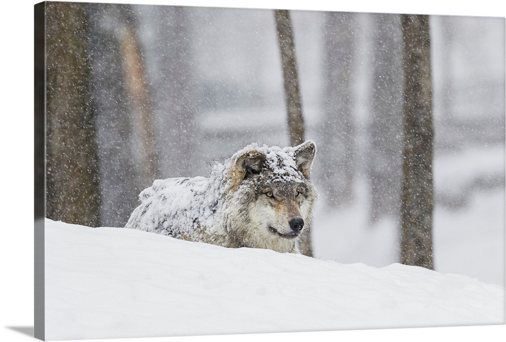 Grey wolf (Canis lupus) during a snow storm; Montebello, Quebec, Canada