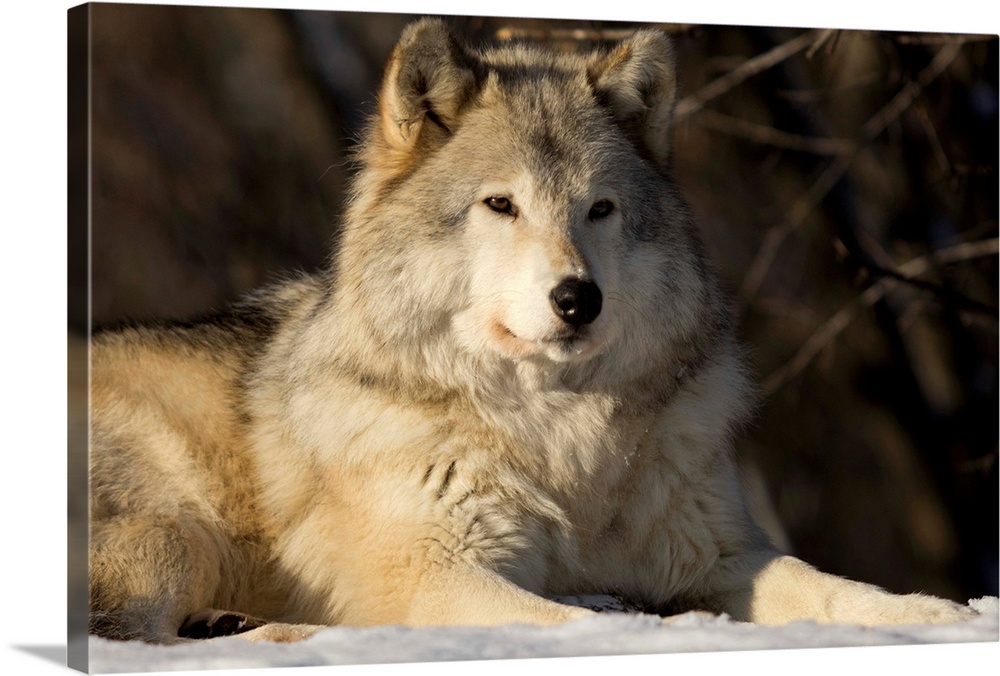 Grey Wolf In Ecomuseum Zoo; Ste-Anne-De-Bellevue Quebec, Canada