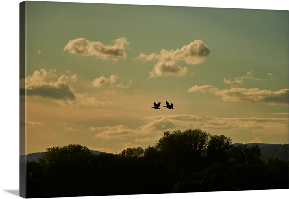 Greylag geese (Anser anser) flying in coloured clouds above treetops at sunset, Bavarian Forest, Bavaria, Germany