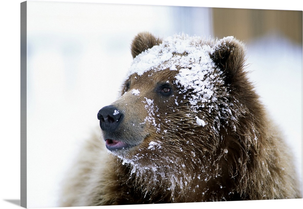 Grizzly Bear Standing With Face Covered In Snow At The Alaska Wildlife Conservation Center In Alaska During Spring