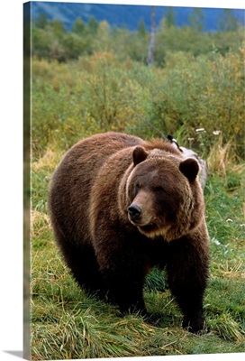 Grizzly bear at the Alaska Wildlife Conservation Center Alaska