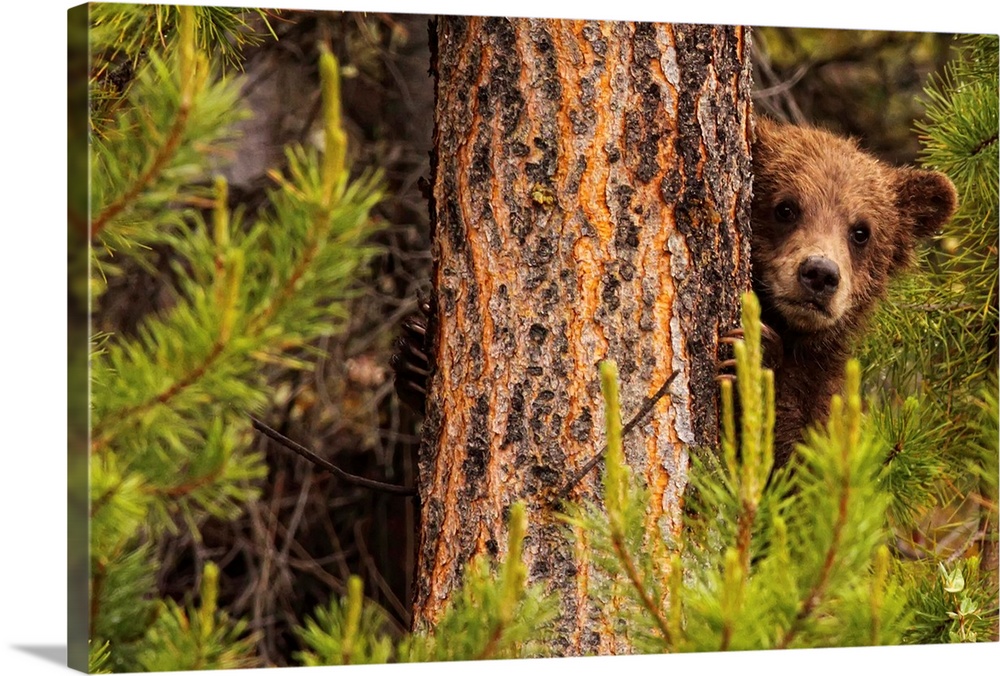 Grizzly Bear Cub Up A Tree, Yukon, Canada