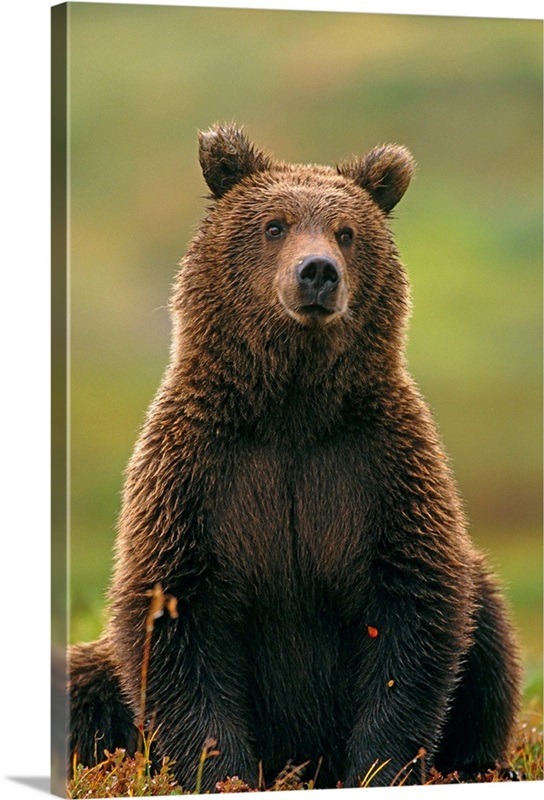 Grizzly Bear, Denali National Park, Alaska | Great Big Canvas