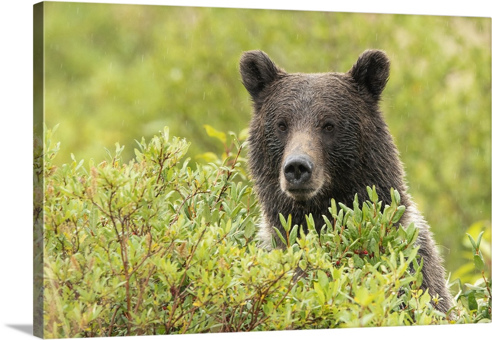 Grizzly bear (ursus arctos horribilis) looking out from behind foliage along the roadside, Dawson city, British Columbia, ...