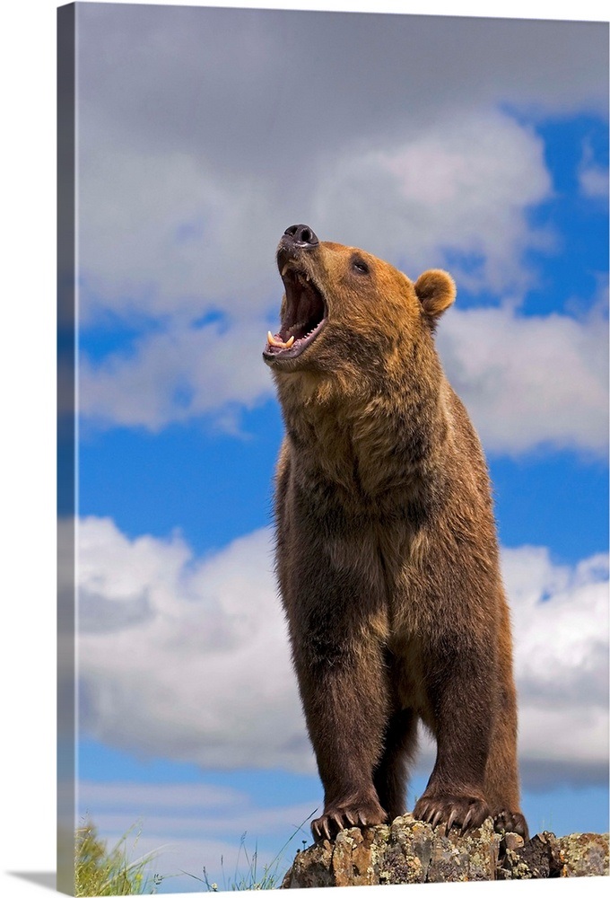 Grizzly Bear Roaring Wall Art, Canvas Prints, Framed Prints, Wall Peels