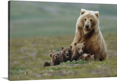 Grizzly Bear Sow With Young Cubs, Moraine Creek Katmai National Park, Alaska