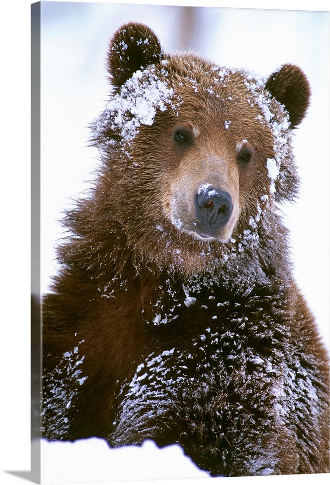 Grizzly bear standing with face covered in snow