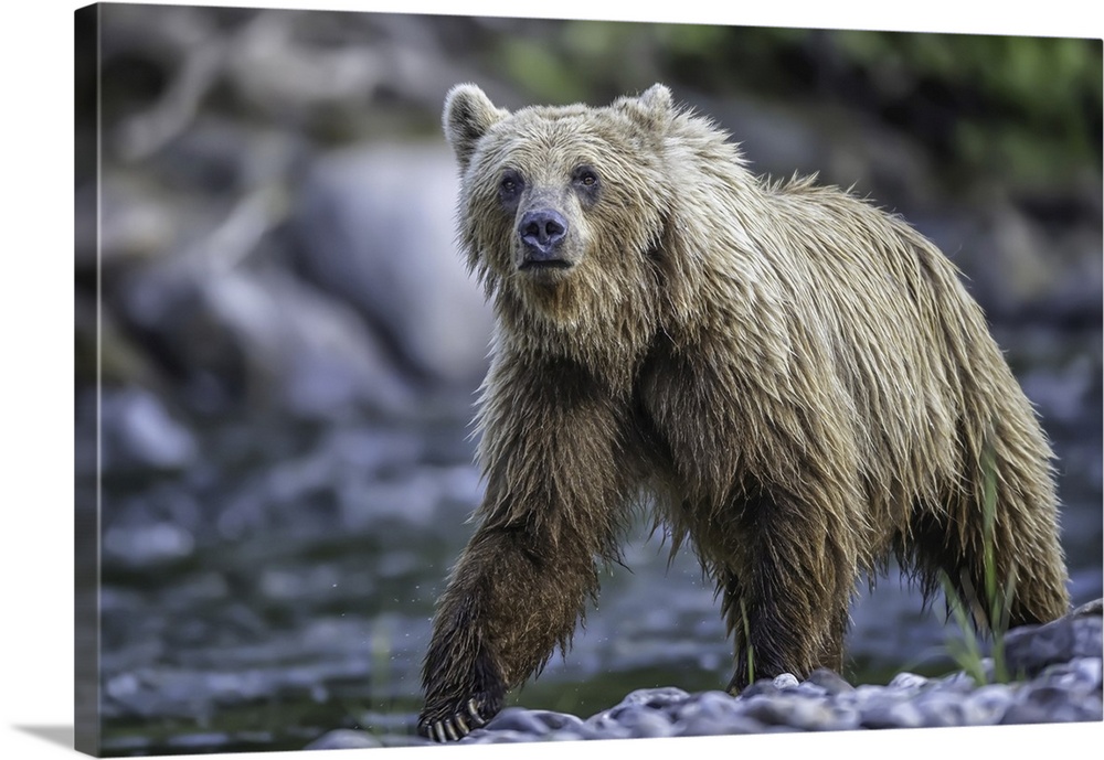 Grizzly bear (ursus arctos horribilus), Taku River, Atlin, British Columbia, Canada.