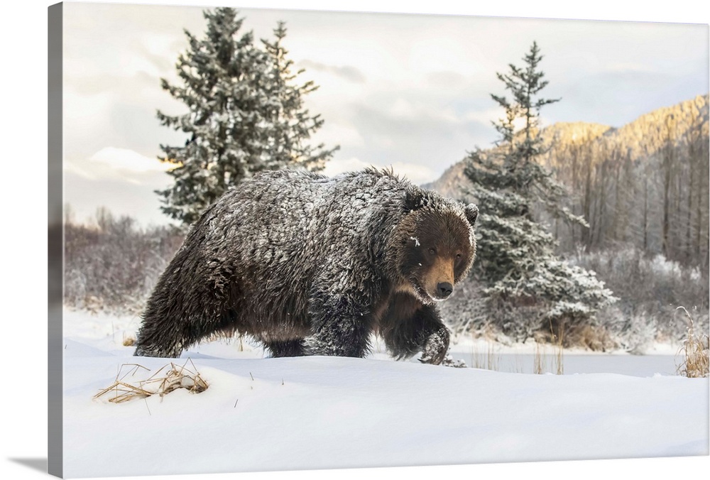 Grizzly bear (Ursus arctic sp.) walking in the snow, Alaska Wildlife Conservation Center, South-central Alaska; Portage, A...