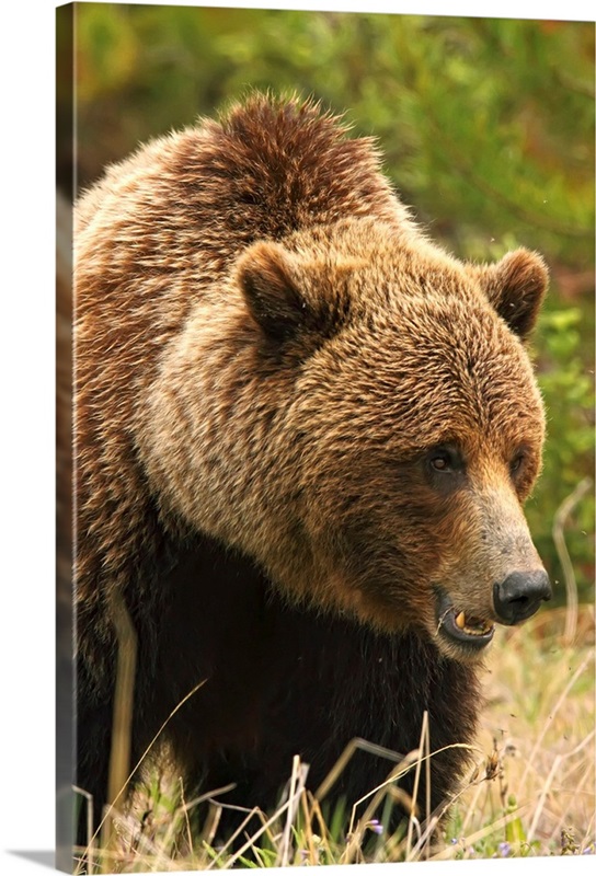 Grizzly Bear, Yukon, Canada | Great Big Canvas